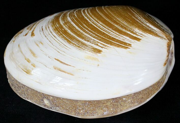 Wide Polished Fossil Clam - Jurassic #21767